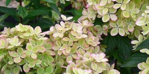 Hortenzija pastelno zelena - opis sorte, sadnja i njega